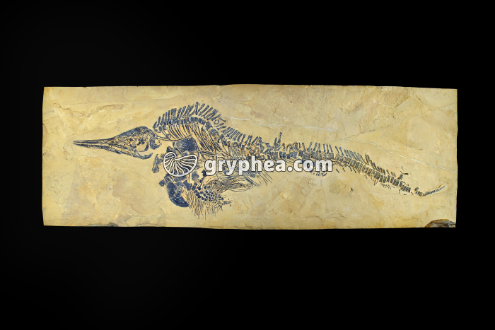 Mixosaure (Mixosaurus sp.) - gryphea.org